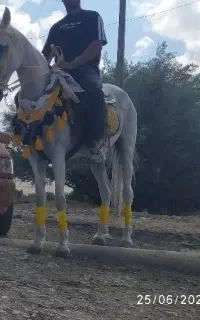 اسب