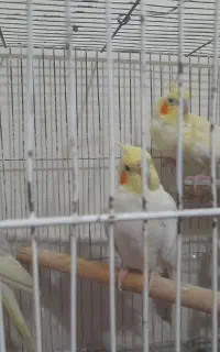 عروس هلندی