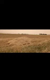 فروش کاه گندم