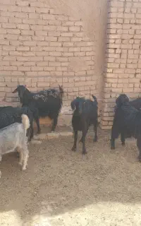 سه راس بز بزغاله و یک ماده بز و نر