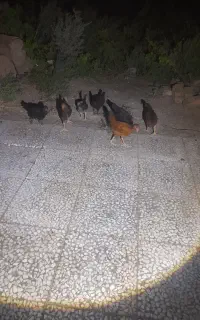 جوجه محلی