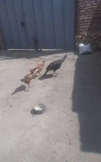 بوقلمون ماده کچ افتاده