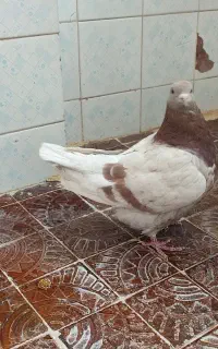 کفتر نژاد کینگ گوشتی