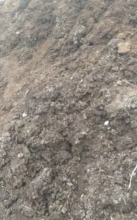 کود حیوانی گاو -گوسفند سوخته