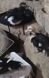 چند عدد اردک اسرائیلی