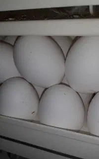 تخم مرغ خانگی