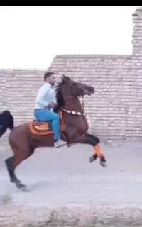 نریان مجلسی