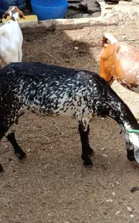 کهره