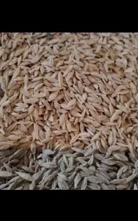 جوآبی