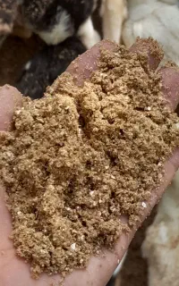 جوجه اردک و غذای اردک کیلویی ۵۰