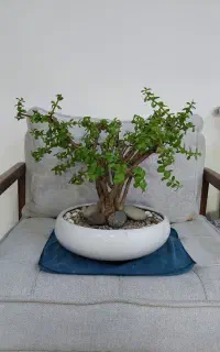 درختچه بنسای کراسولا گل وگیاه