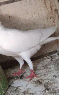 پتی واله ماده