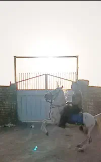 اسب