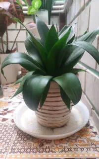 گلل و گلدان