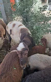 یک عددنرتخمی بروجردی