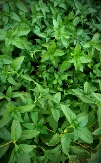 سبزی ریحان و بادمجان سمنان ارسال رایگان