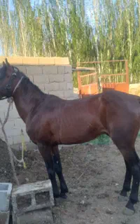 فروش اسب باری و سواری