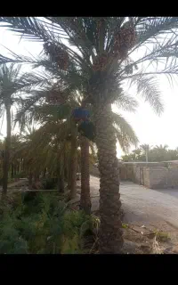 برداشتن خرما نخل