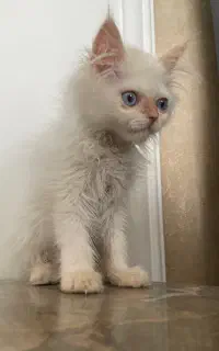 پرشین نر اصیل شناسنامه دار