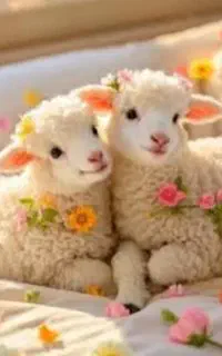 گوسفند  بره نر جوان