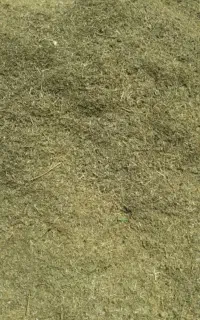 علف