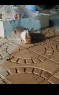 خرگوش