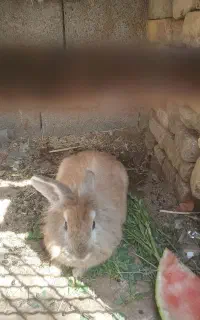 خرگوش نر یک ساله