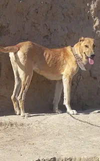 توله ماده خراسانی اصیل