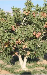 کارگر جهت کشاورزی