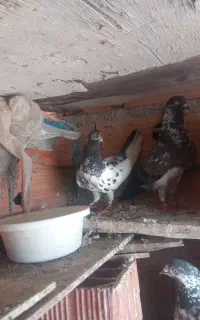 کبوتر پاکستانی