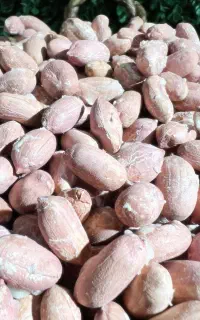بادام زمینی استانه و بادام کره گیری