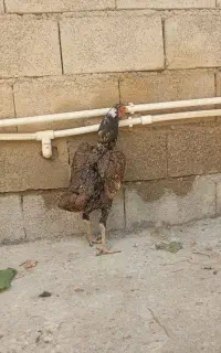 مرغ لاری