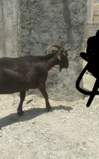 بز چاق
