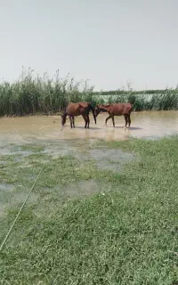 اسب فروش