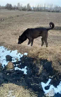 سگ سرابی