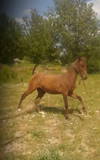 کره نر