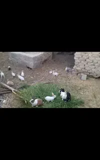 خرگوش