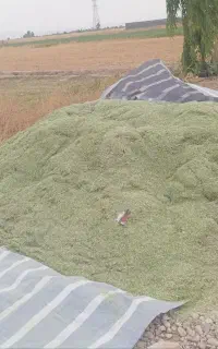 کاه یونجه درجه یک نرم نرم نرم