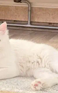گربه