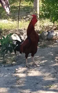خروس لاری