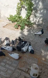سلام کفتر