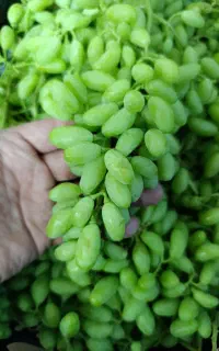 غوره درشت و پر آب با آبگیری رایگان