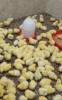 جوجه گوشتی راس ۳۸ تومن