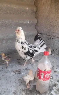 مرغ گلین با جوجه محلی