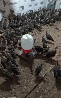 بوقلمون. سینه پهن
