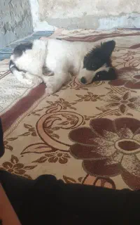سگم گمشده