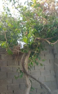نیرو کار زیتون چینی