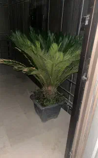 گل درختچه نخل سیکاس