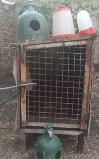 قفس مرغ وکبوتر