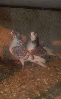 کبوتر